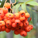 DELIVERED SEPTEMBER 2024 Mountain Ash Tree or Rowan Tree (Sorbus Aucuparia) 20-40cm Trees**FREE UK MAINLAND DELIVERY + FREE 100% TREE WARRANTY**